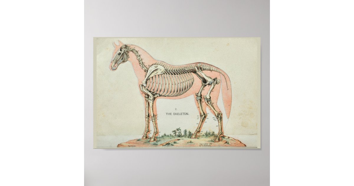 Horse Skeleton Vintage Anatomy Print | Zazzle.com