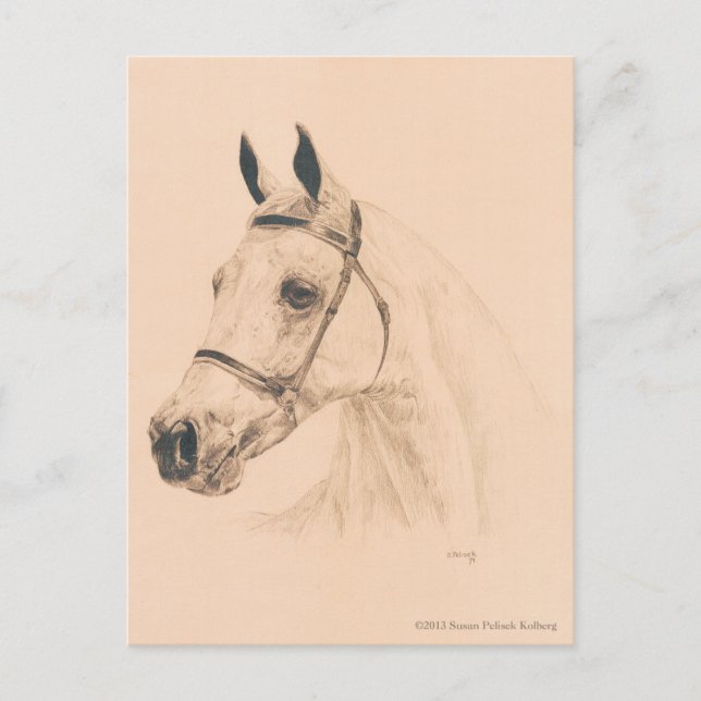 Horse Sketch by Susan Pelisek Kolberg Postcard (Front)
