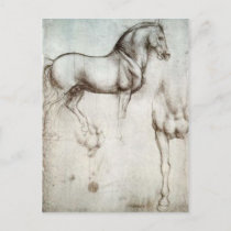 Horse Sketch Postcard