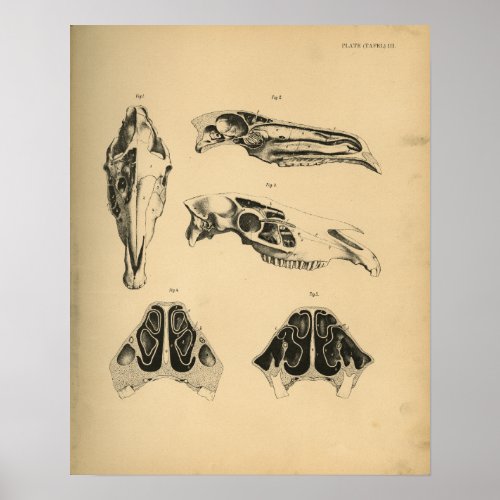 Horse Skull Anatomy 1908 Vintage Print