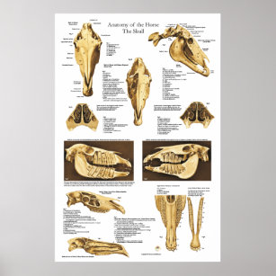 Horse Skeleton Posters & Prints | Zazzle