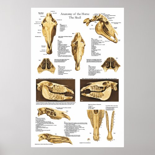 Horse Skull Anatomy Poster Anatomical Chart
