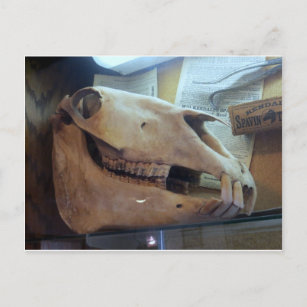 Horse Skull Postcard