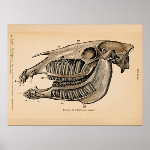 Horse Skull Teeth Anatomy French Vintage Print