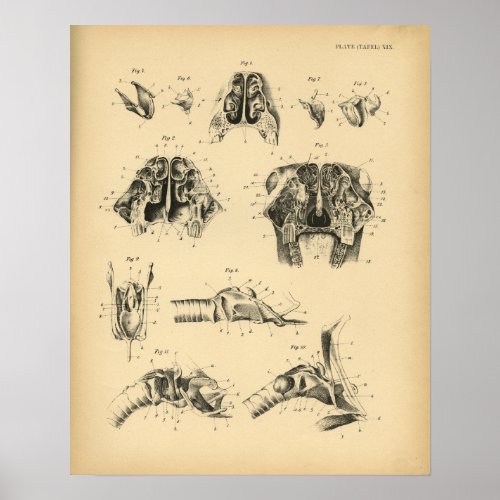 Horse Skull Throat Anatomy 1908 Vintage Print