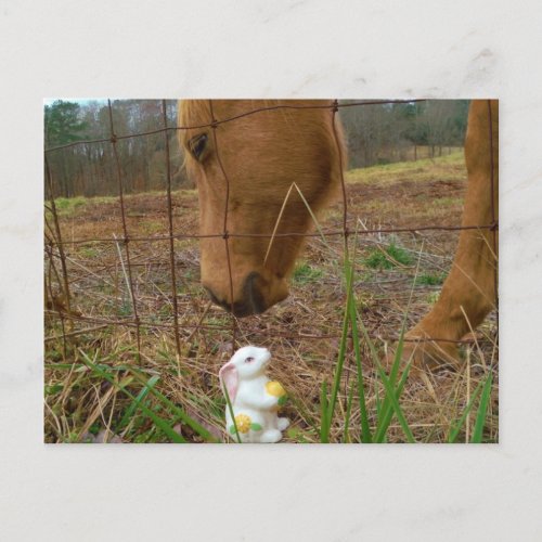 horse  Spring flower Bunny Postcard