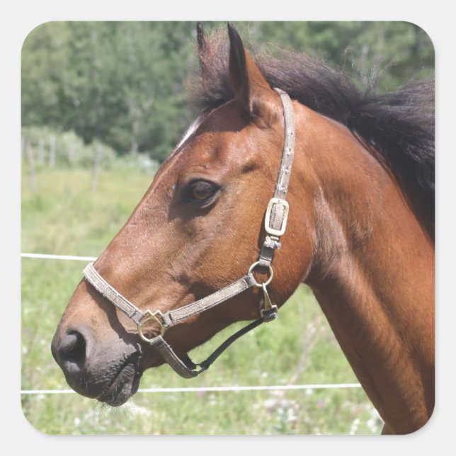Horse Square Sticker (Front)