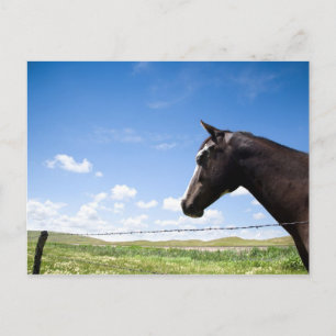 Horse standing at fence in pasture postcard