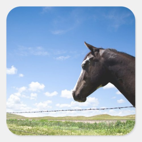Horse standing at fence in pasture square sticker
