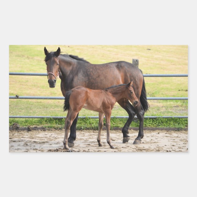 Horse stickers (Front)