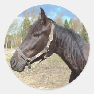 Horse stickers