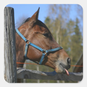 Horse stickers