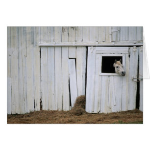 Horse Sticking Head out Barn Window