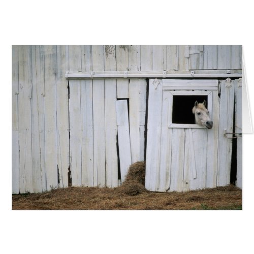 Horse Sticking Head out Barn Window