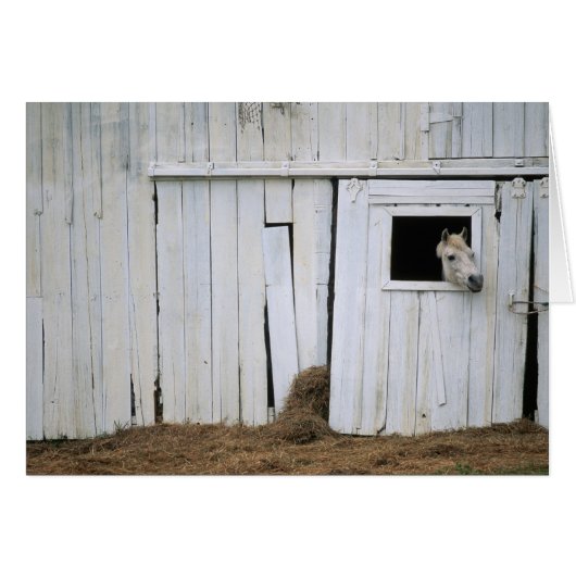 Horse Sticking Head out Barn Window (Front Horizontal)