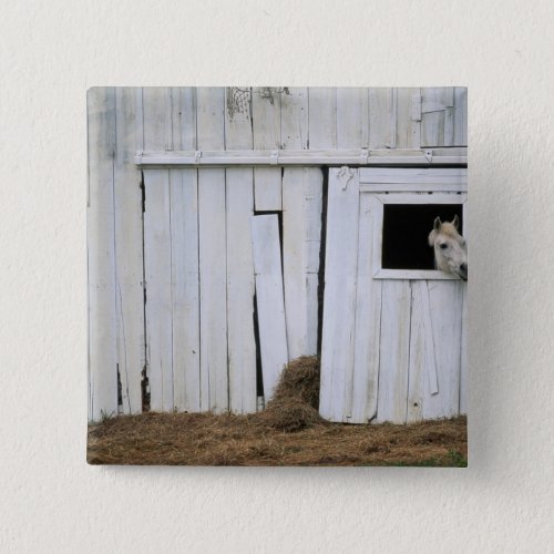 Horse Sticking Head out Barn Window Button