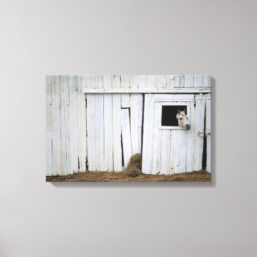 Horse Sticking Head out Barn Window Canvas Print