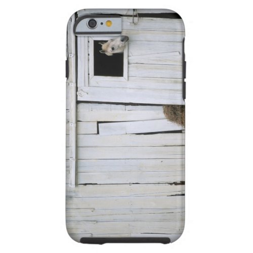 Horse Sticking Head out Barn Window Tough iPhone 6 Case