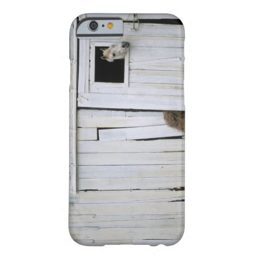 Horse Sticking Head out Barn Window Barely There iPhone 6 Case