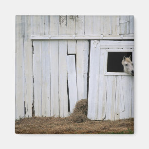 Horse Sticking Head out Barn Window Magnet