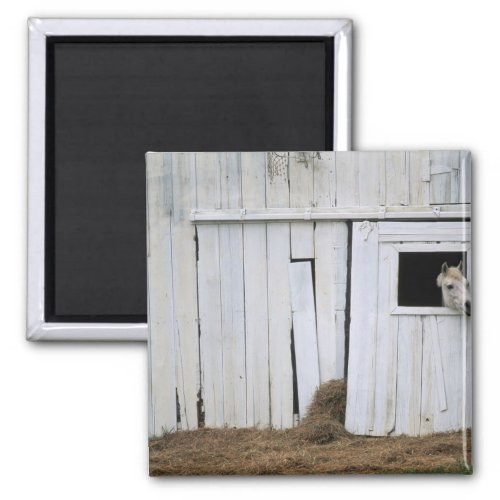 Horse Sticking Head out Barn Window Magnet