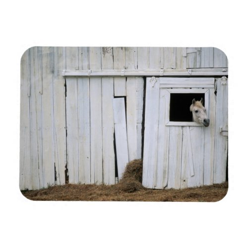 Horse Sticking Head out Barn Window Magnet