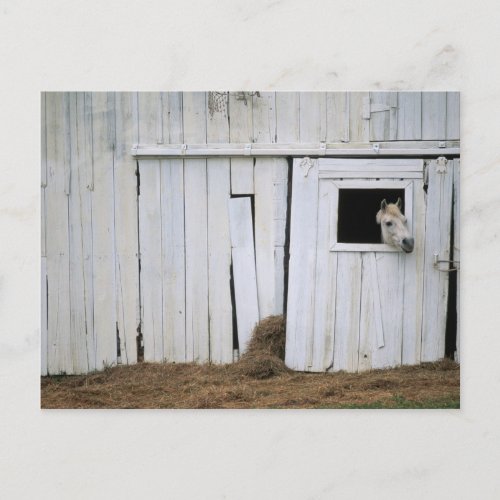 Horse Sticking Head out Barn Window Postcard