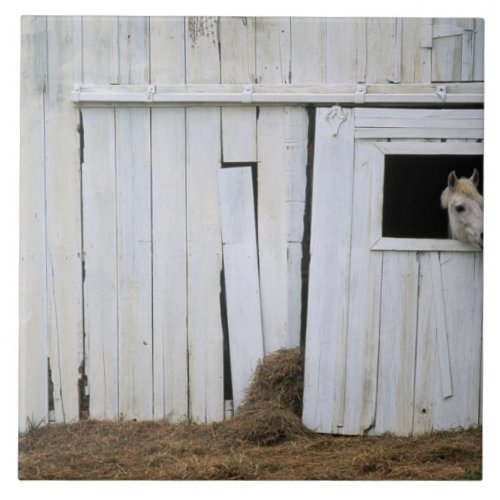 Horse Sticking Head out Barn Window Tile