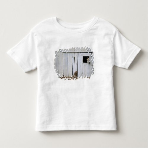 Horse Sticking Head out Barn Window Toddler T_shirt