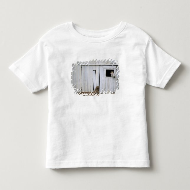 Horse Sticking Head out Barn Window Toddler T-shirt (Front)