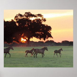 Horse Sunset Art Print -24x20 -click for smaller