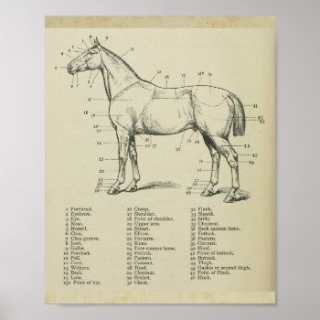 Horse Surface Anatomy Print by AcupunctureProducts at Zazzle