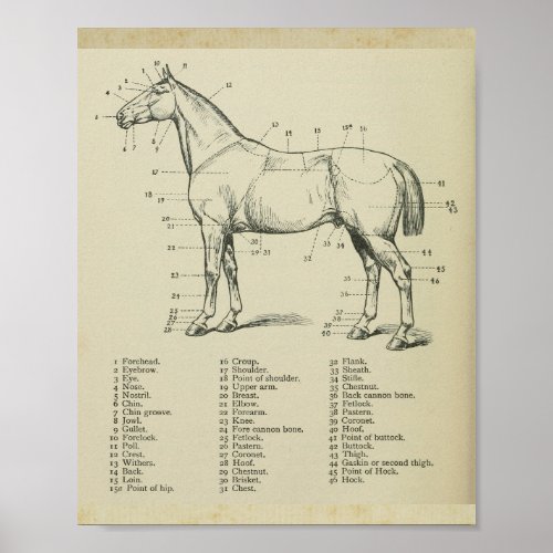 Horse Surface Anatomy Print