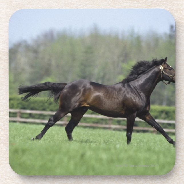 Horse Thoroughbreds, Wassl 1988, Beverage Coaster (Front)