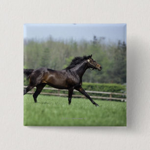 Horse Thoroughbreds, Wassl 1988, Button