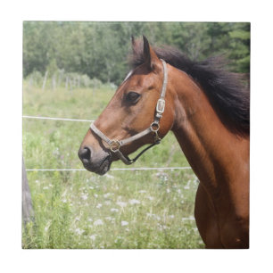 Horse Tile