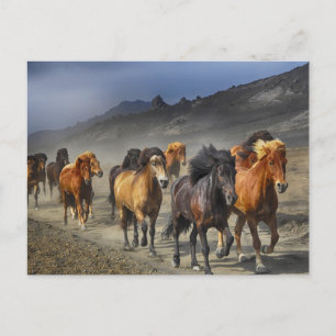 horse trail postcard