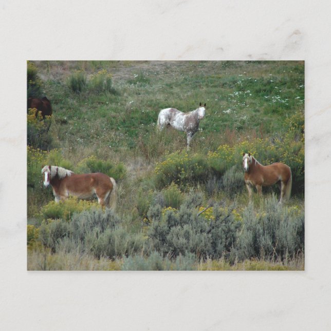 Horse Trio Postcard (Front)