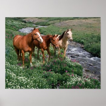 Horse Trio Print by horsesense at Zazzle