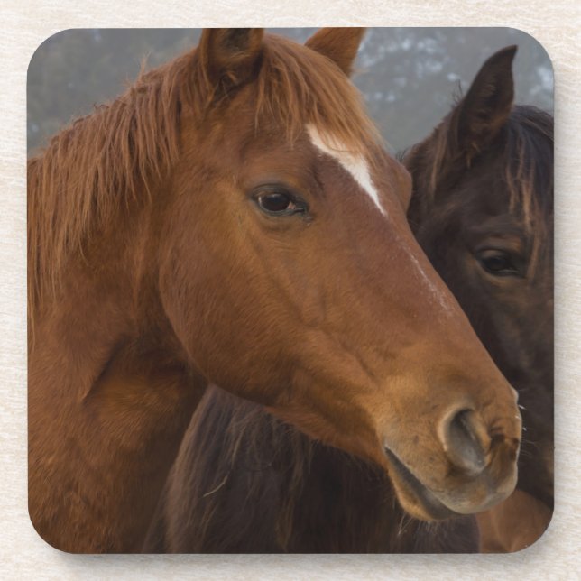 Horse Triplets Beverage Coaster (Front)