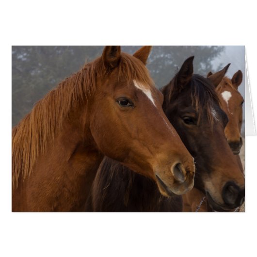 Horse Triplets Cards (Front Horizontal)