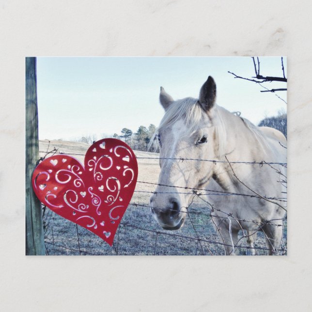 HORSE Valentine heart Holiday Postcard (Front)