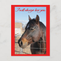 Horse Valentine V Holiday Postcard