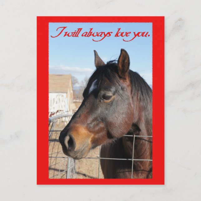 Horse Valentine V Holiday Postcard (Front)