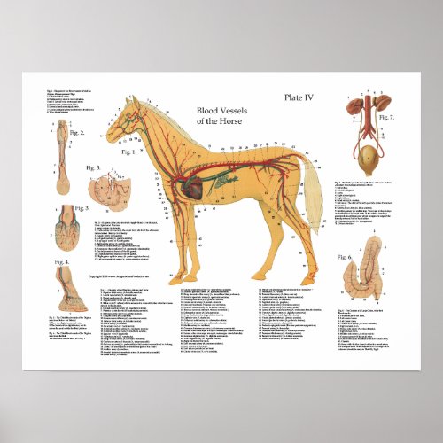 Horse Vascular Anatomy Poster Chart