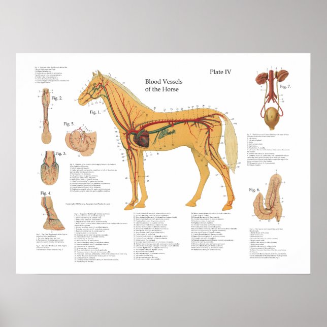 Horse Vascular Anatomy Poster Chart (Front)