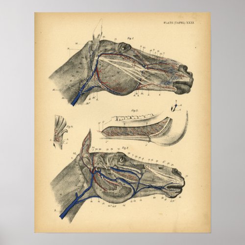 Horse Veins Nerves Anatomy 1908 Vintage Print