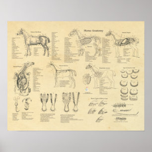 Horse veterinary Anatomy Poster Equine