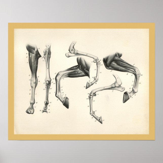 Horse Veterinary Leg Bones Muscle Anatomy Print (Front)