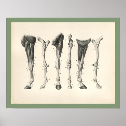 Horse Veterinary Leg Bones Muscle Anatomy Print